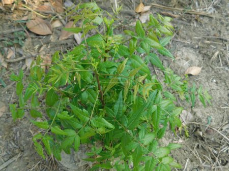       Neem fond flou de feuille, azadirachta indica - communément appelé écorce de neem arbre de Neem médicinal avec des feuilles de fond naturel    