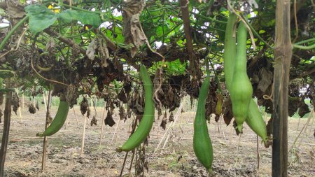 "Sponge Gourd Images: Capturing Growth and Beauty"