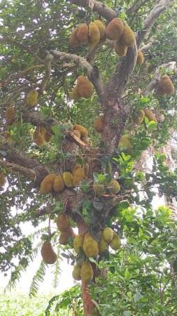 "Organic Jackfruit Tree in Full Bloom with Hanging Fruits"
