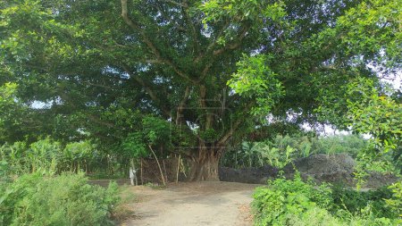 A banyan tree that grows large in a yard. Big banyan tree in india.