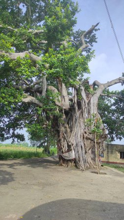 A banyan tree that grows large in a yard. Big banyan tree in india.