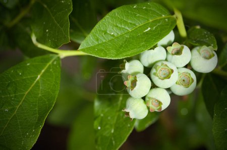 Photo for Macro of Green Blueberries and Leaves Horizontal - Royalty Free Image