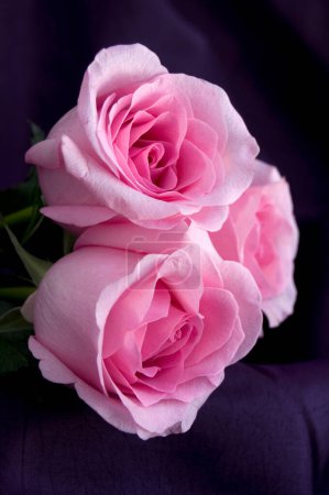 Photo for Beautiful Sensual Pink Roses on Pruple Textile Background Vertical - Royalty Free Image