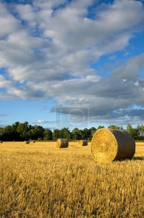 Photo for Freshly Cut Field of Yellow Straw with Beautiful Large Bale in the Foreground Vertical - Royalty Free Image