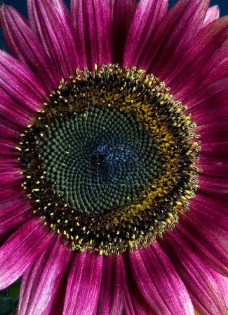 Photo for Beautiful Close-up of a Red Sunflower Vertical - Royalty Free Image