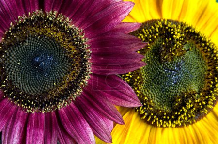 Photo for Close-up View of Beautiful Red and Yellow Sunflowers Side by Side Horizontal - Royalty Free Image