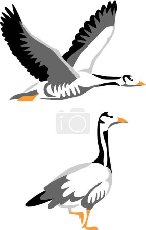 Illustration for Bar-headed goose vector illustration - Royalty Free Image