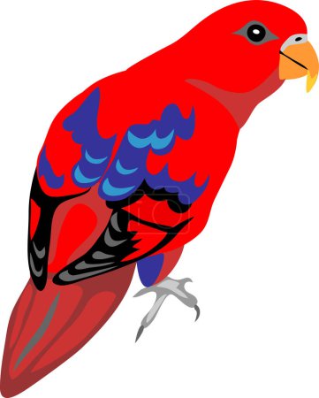 Red lory - colour vector illustration