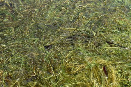 Photo for Clump of green submerged grass in a fresh water lake. Concept of ecosystem and flora - Royalty Free Image