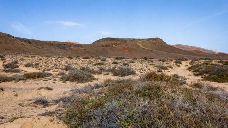 Photo for Barren volcanic landscape with dry plants in the Los Volcanes natural park in Lanzarote, Canary Islands, Spain. - Royalty Free Image