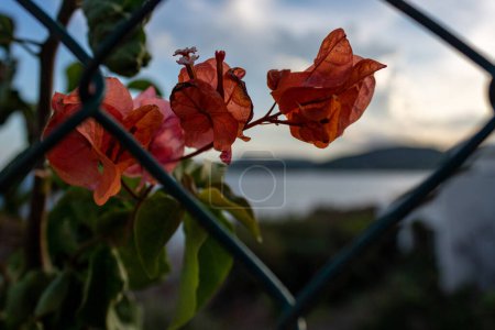 Chinese hat plant or Holmskioldia sanguinea, closeup with mediterranean background in Mallorca in the evening