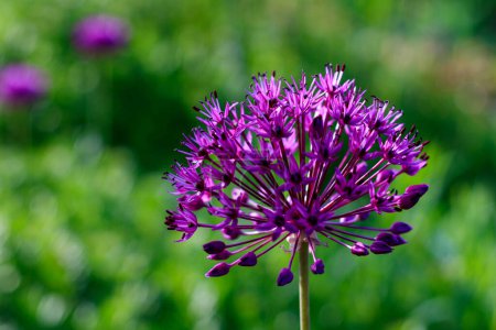 Close-up of Pink Allium Flower with Defocused Green Background