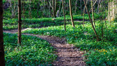 Photo for Forest Path Surrounded by Wild Garlic - Royalty Free Image