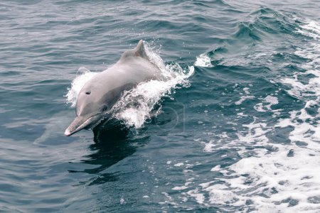 Foto de Indo-Pacific bottlenose dolphin, Tursiops aduncus, jumping above the sea water. Breathing hole and fin - Imagen libre de derechos