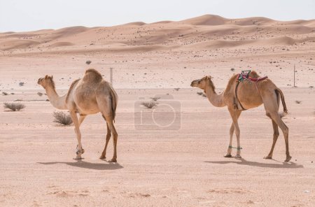 Téléchargez les photos : Two Camelus dromedarius,Arabian, or also dromedary camel feeding on bushes on a hot day in the desert of Wahiba Sands, Oman. Majestic desert animals of Arabia. Nomadic life - en image libre de droit