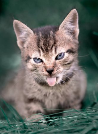 Vertikale Aufnahme des verspielten Tabby Kitten, der die Zunge im Gras ausstreckt.