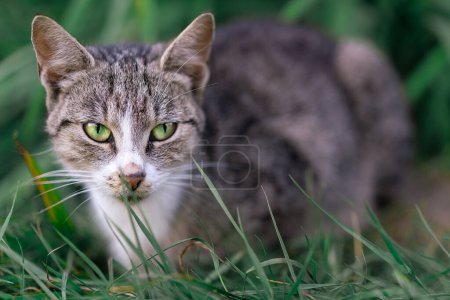 Photo for Stealthy Tabby Cat in Grass. - Royalty Free Image