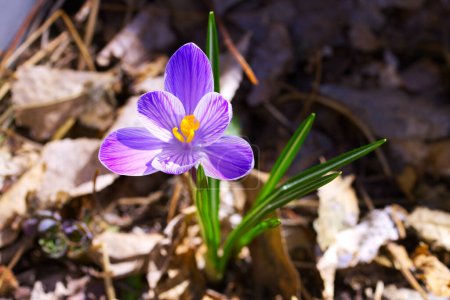 Purple crocus flower growing from dry leaves foliage spring close up photo. Reborn concept. Outdoor garden plant. Natural background texture with copy space.