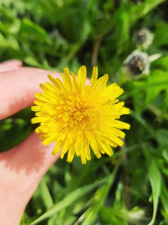Téléchargez les photos : Printemps fleur de pissenlit à la main contre l'herbe vert vif gros plan printemps texture de fond photo. Environnement extérieur du parc ou de la cour. - en image libre de droit