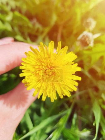 Téléchargez les photos : Printemps fleur de pissenlit à la main contre l'herbe vert vif sur la journée ensoleillée fermer photo de texture de fond printemps. Environnement extérieur du parc ou de la cour. - en image libre de droit