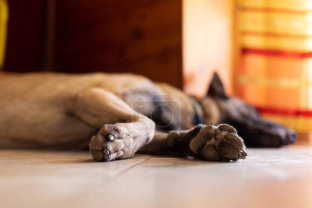 Foto de Perro durmiente. Perro patas con clavos de cerca. Enfoque selectivo. - Imagen libre de derechos
