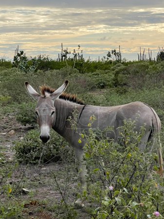 Photo for Wild donkey between tropical bushes. Wildlife in the tropics - Royalty Free Image