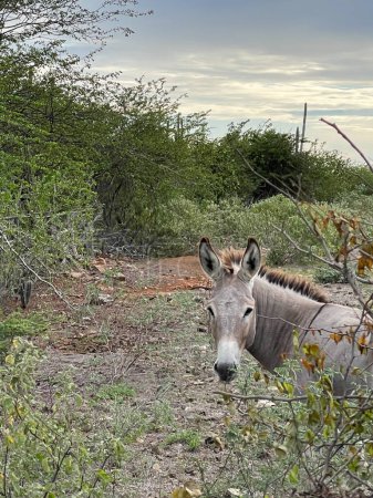 Photo for Portrait of donkey walking between tropical bushes. Wild donkeys - Royalty Free Image