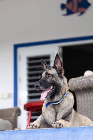 Photo for Portrait of Shepherd dog. Dog guarding on the porch - Royalty Free Image