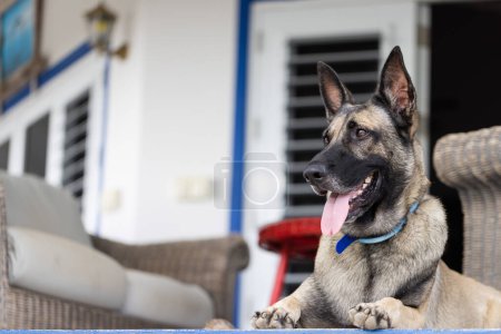 Photo for Portrait of Shepherd dog. Closeup. Dog guarding on the porch - Royalty Free Image