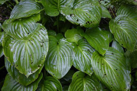Photo for Insect damaged hosta leaves. Leaves of hosta plant. Gardening concept - Royalty Free Image