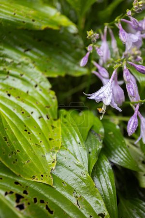 Photo for Blooming Hosta with damage leaves. Diseases of the garden plants - Royalty Free Image