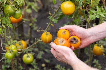 Braune Flecken auf den gelben Tomaten in den Händen des Bauern. Krankheit der Tomaten