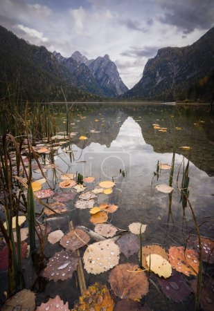 Photo for Vertical shot of greenish alpine lake with orange fallen leaves in foreground, Italy, Europe. - Royalty Free Image