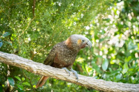 Rare native Kaka parrots sitting on the branch in green forest, frontal view, New Zealand.