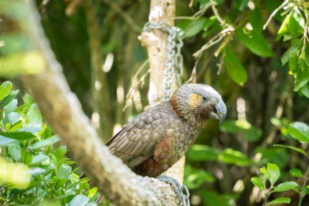 Rare native Kaka parrots sitting on the branch in green forest, New Zealand.