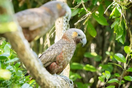 Two rare native Kaka parrots sitting on the branch in green forest, New Zealand.