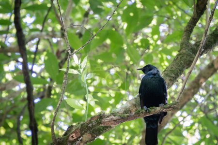 Rare native Tui bird sitting on the branch in green forest, New Zealand.