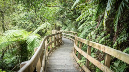 Curving wooden pathway leading through dense jungle forest shot in New Zealand.