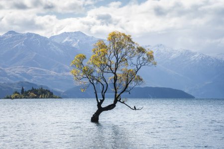 Photo for Lonely willow tree in autumn colors in the middle of a lake surrounded by mountains, New Zealand. - Royalty Free Image