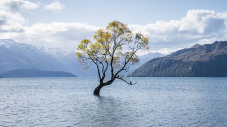 Photo for Lonely willow tree in autumn colors in the middle of a lake surrounded by mountains, New Zealand. - Royalty Free Image