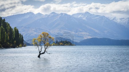 Photo for Lonely willow tree in autumn colors in the middle of a lake with mountains in backdrop, New Zealand. - Royalty Free Image