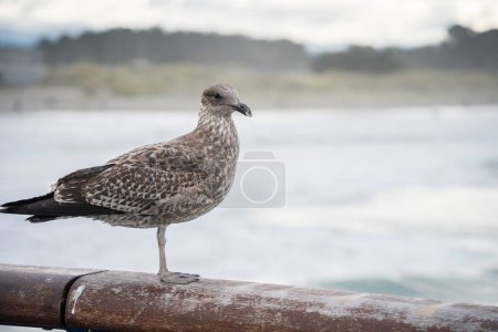 Curious brown and white seagull standing on a wooden railing posing, New Zealand.