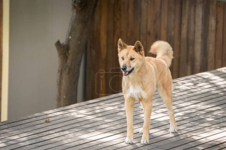 Orangefarbener Dingo-Hund steht und starrt in die Ferne, australische Wildtiere.