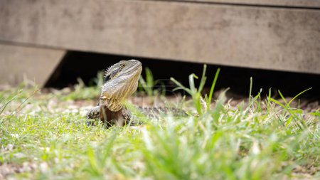 Inland bearded dragon lizard checking surrounding environment while hiding among the grass.