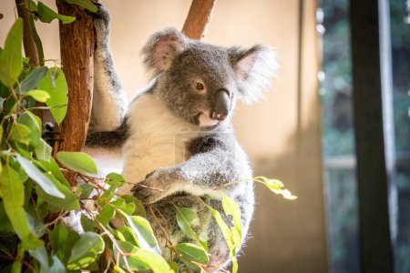 Closeup portrait of cute koala bear chilling on eucalyptus tree , australian native wildlife.
