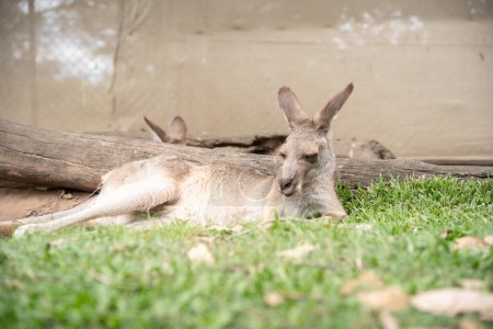 Sleepy kangaroo lying on the grass and chilling, australian native wildlife.