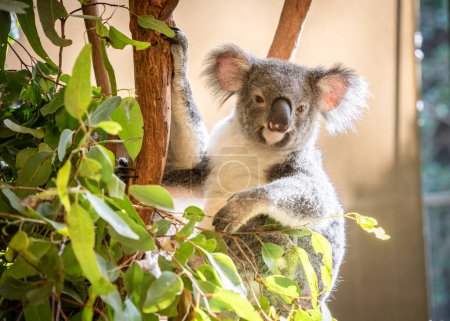 Closeup portrait of cute koala bear chilling on eucalyptus tree, australian native wildlife.