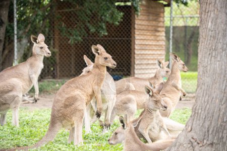 Gruppe von Kängurus beim Chillen und Blick in die Ferne, einheimische australische Wildtiere.