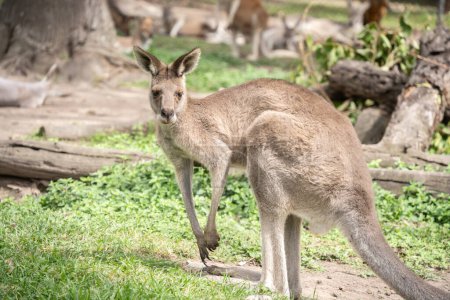 Standing kangaroo checking its environment, australian native wildlife.