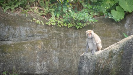 Makakenaffen sitzen auf einem Felsen und blicken in die Kamera, Taipeh, Taiwan.
